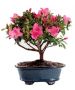 Enviar Bonsái Árbol de Azalea con flores a Estados Unidos 